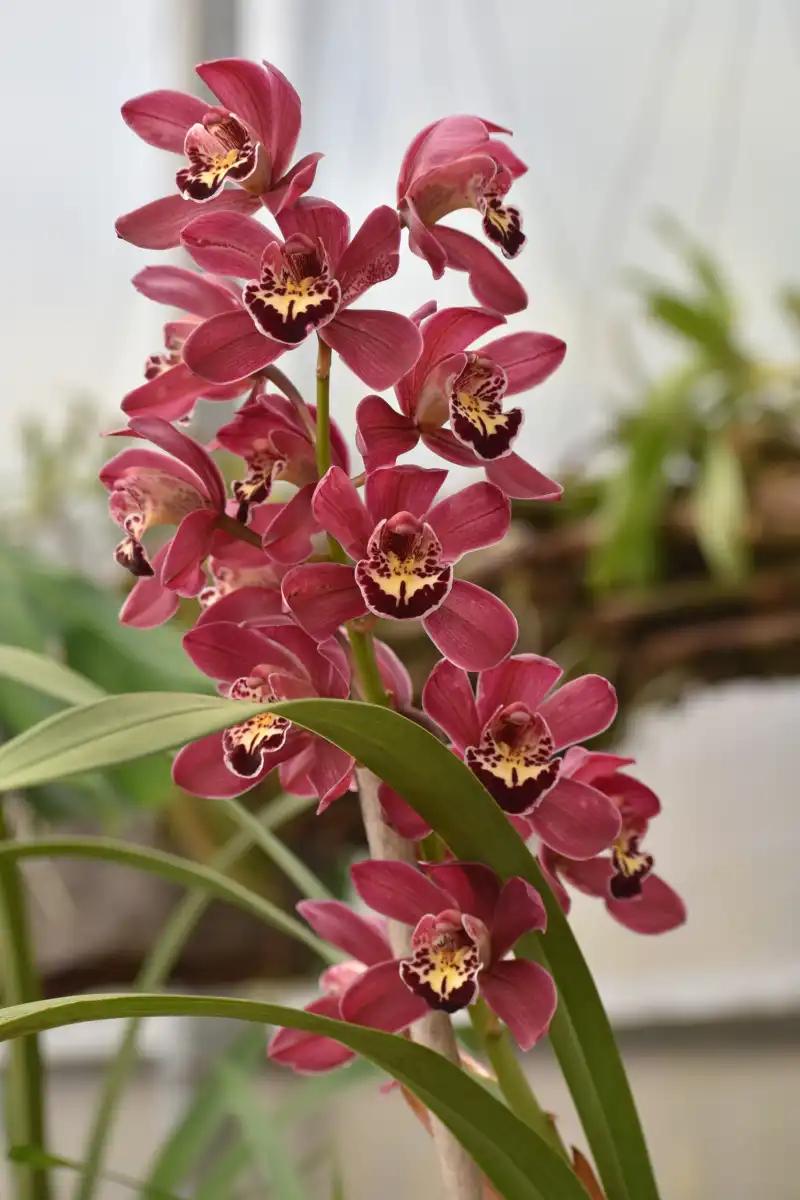 Orchid farm Experience